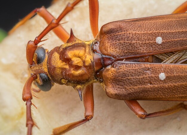 Gros plan de l'insecte du longicorne