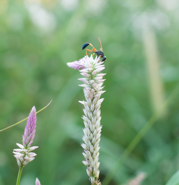 Gros Plan De L'insecte Est La Collecte De Nectar Sur Une Fleur Avec Le Flou Fond Vert