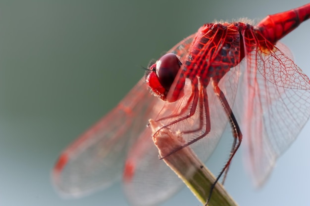 Photo un gros plan d'un insecte sur une feuille rouge