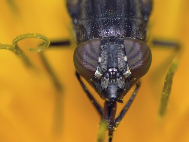 Photo un gros plan d'un insecte sur une feuille