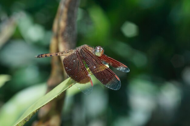 Un gros plan d'un insecte sur une feuille