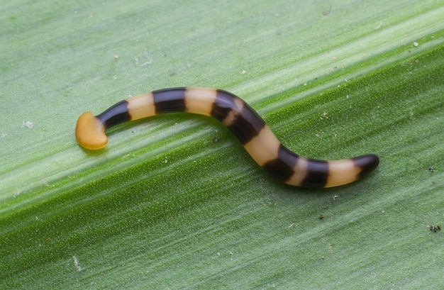 Un gros plan d'un insecte sur une feuille