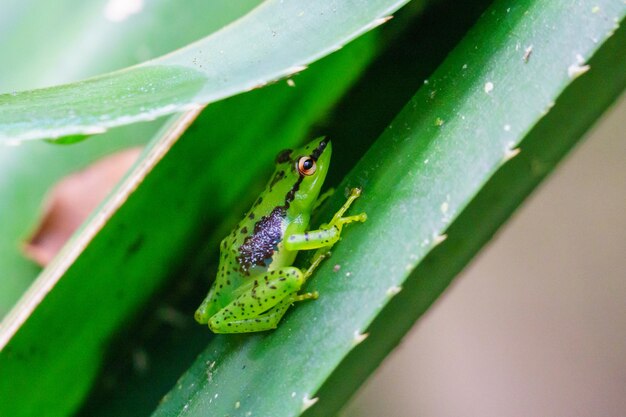 Photo un gros plan d'un insecte sur une feuille