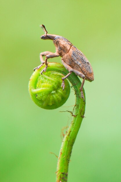 Photo un gros plan d'un insecte sur une feuille