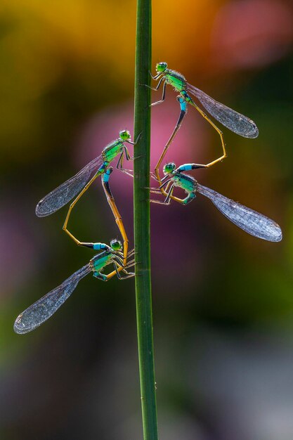 Photo un gros plan d'un insecte sur une feuille