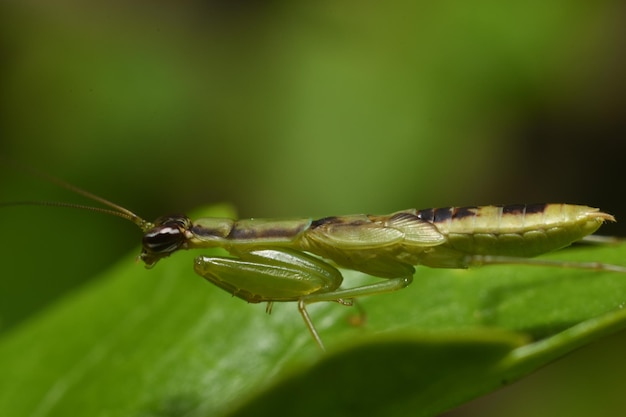 Un gros plan d'un insecte sur une feuille