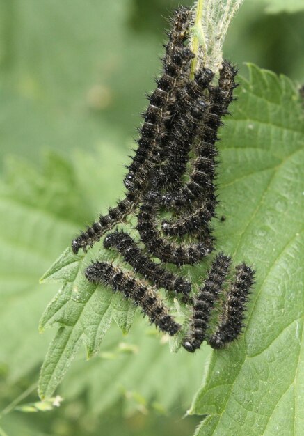 Photo un gros plan d'un insecte sur une feuille