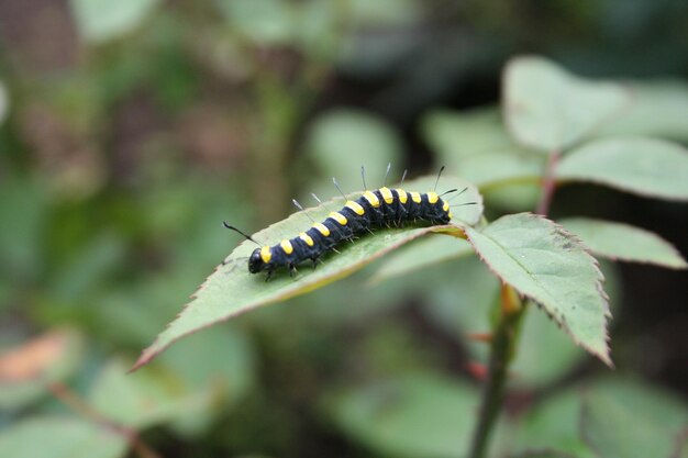 Photo un gros plan d'un insecte sur une feuille