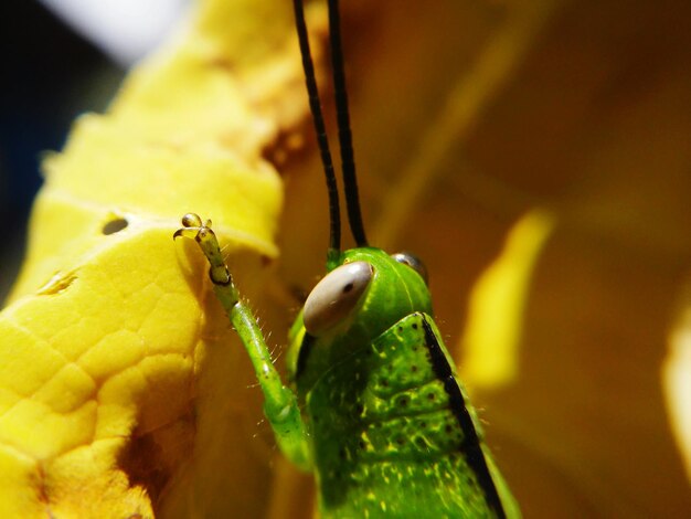 Photo un gros plan d'un insecte sur une feuille