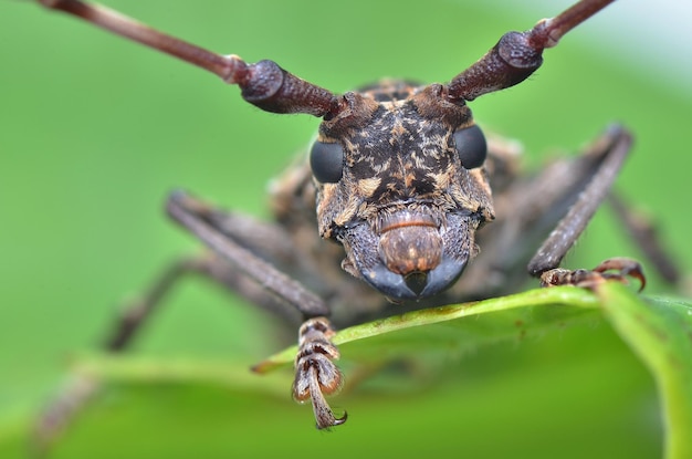Un gros plan d'un insecte sur une feuille
