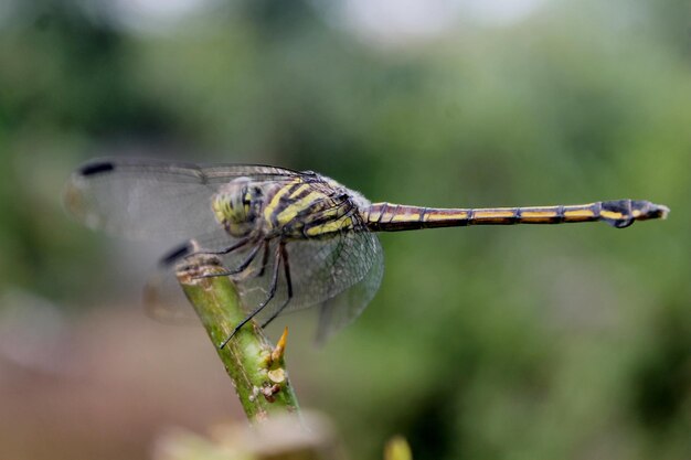 Un gros plan d'un insecte sur une feuille