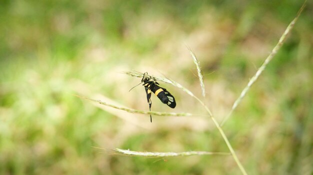 Un gros plan d'un insecte sur une feuille