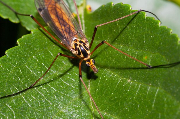 Un gros plan d'un insecte sur une feuille