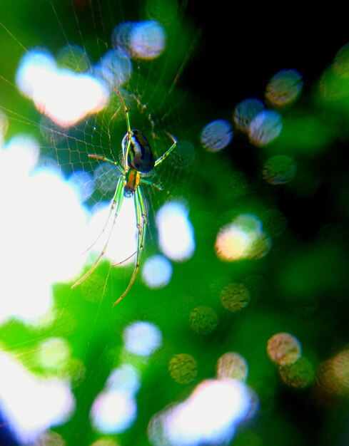 Photo un gros plan d'un insecte sur une feuille