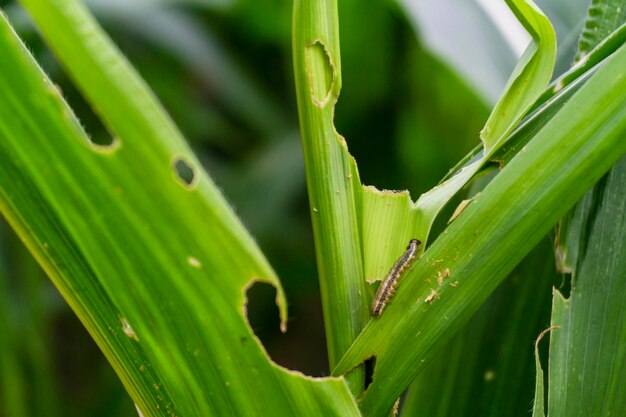 Un gros plan d'un insecte sur une feuille