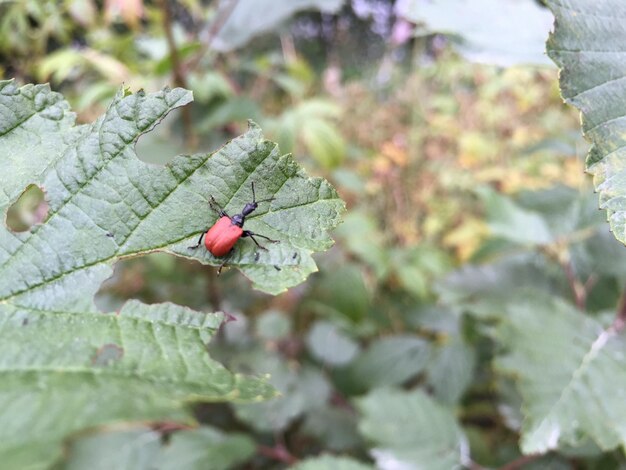 Gros plan d'un insecte sur une feuille