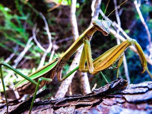 Photo un gros plan d'un insecte sur une feuille