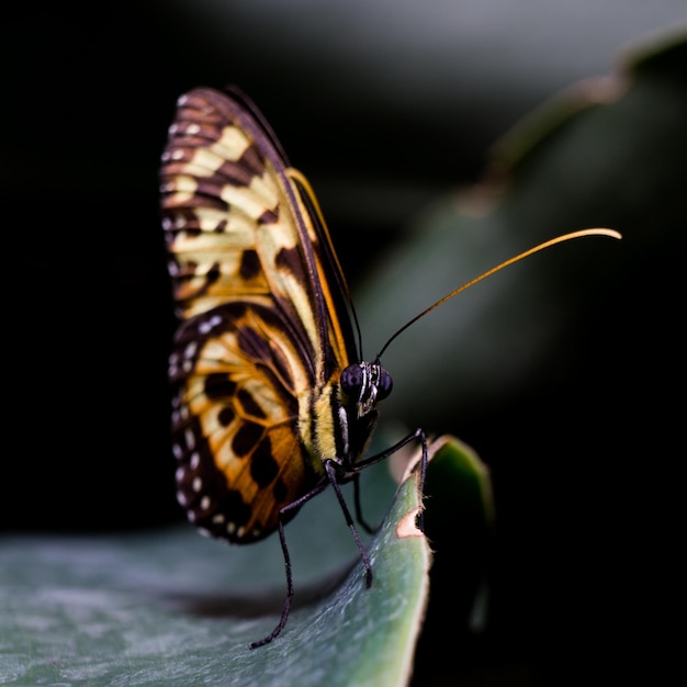 Un gros plan d'un insecte sur une feuille