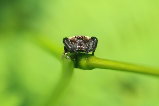 Photo un gros plan d'un insecte sur une feuille