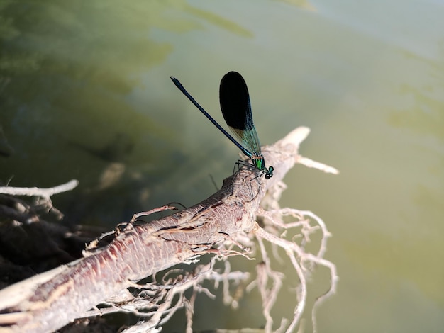 Photo un gros plan d'un insecte sur une feuille