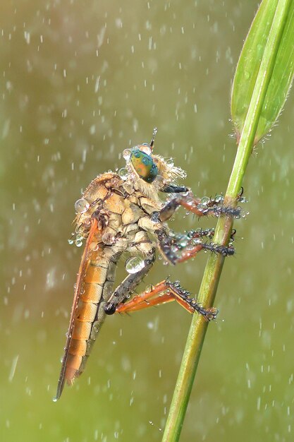 Un gros plan d'un insecte sur une feuille