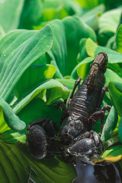 Photo un gros plan d'un insecte sur une feuille