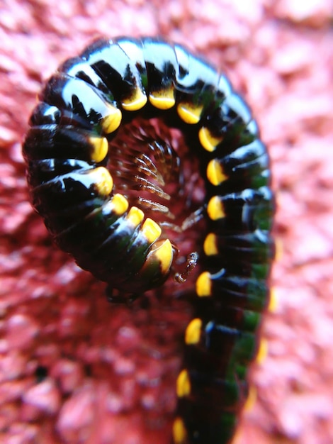 Photo un gros plan d'un insecte sur une feuille