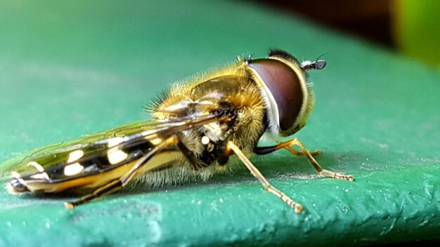 Photo un gros plan d'un insecte sur une feuille