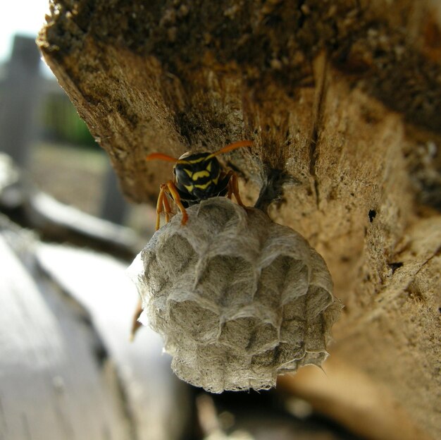 Photo un gros plan d'un insecte sur une feuille