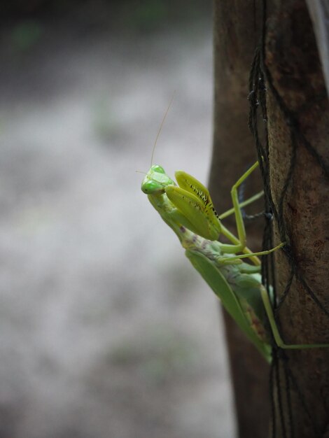 Photo un gros plan d'un insecte sur une feuille