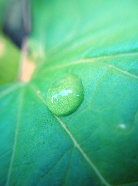 Un gros plan d'un insecte sur une feuille