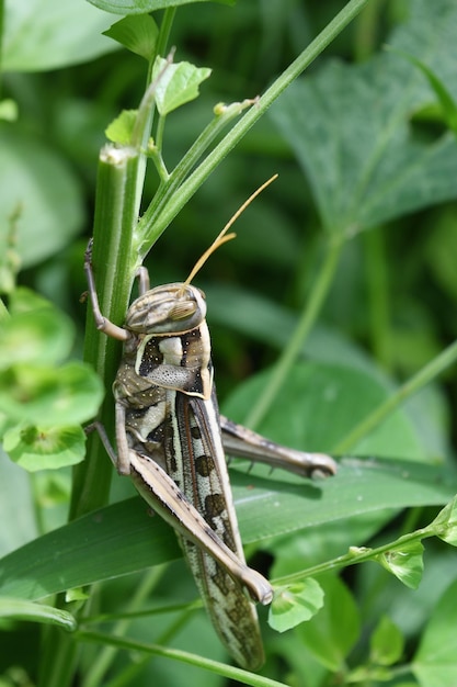 Photo un gros plan d'un insecte sur une feuille