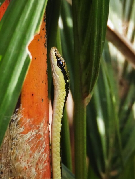 Un gros plan d'un insecte sur une feuille