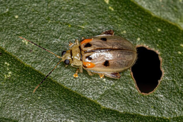 Photo un gros plan d'un insecte sur une feuille