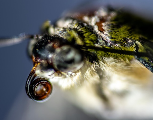 Photo un gros plan d'un insecte sur une feuille