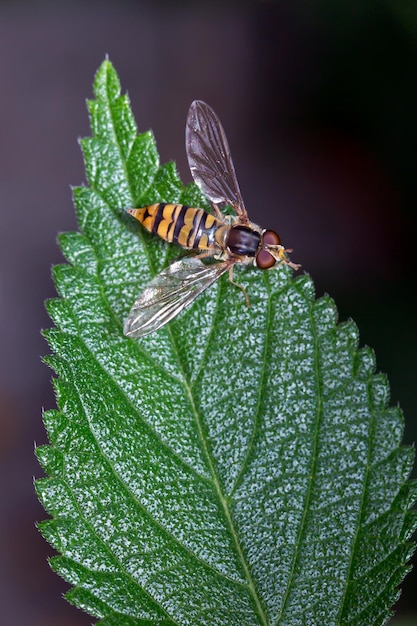 Un gros plan d'un insecte sur une feuille