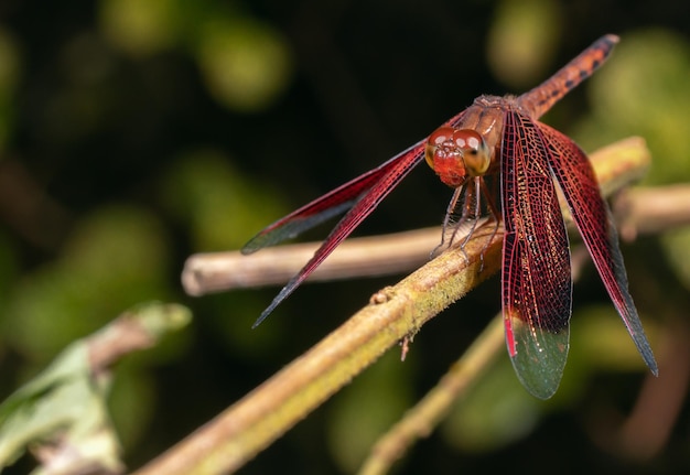 Photo un gros plan d'un insecte sur une feuille