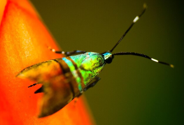 Photo un gros plan d'un insecte sur une feuille