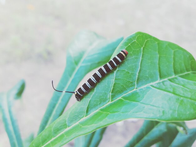 Photo un gros plan d'un insecte sur une feuille