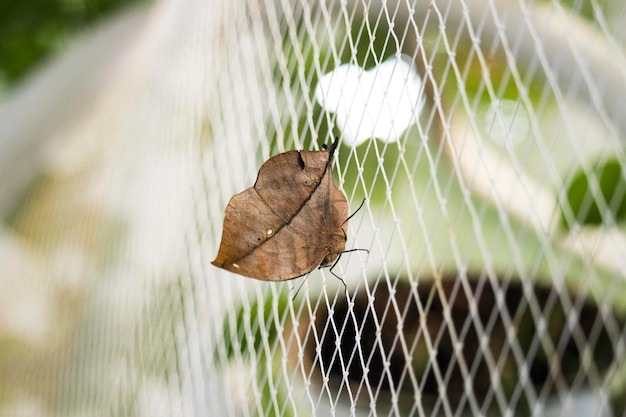 Un gros plan d'un insecte sur une feuille