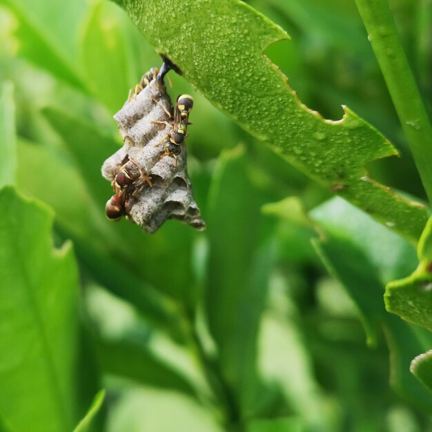 Un gros plan d'un insecte sur une feuille