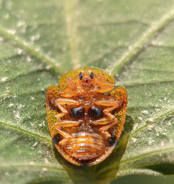 Un gros plan d'un insecte sur une feuille