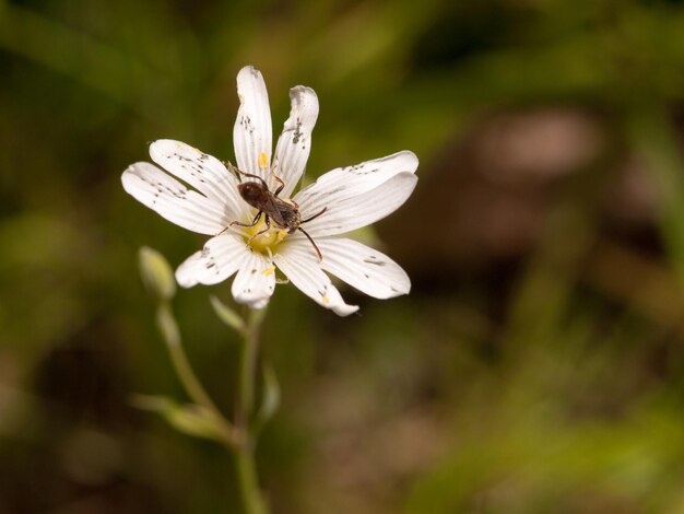 Un gros plan d'un insecte sur une fleur blanche