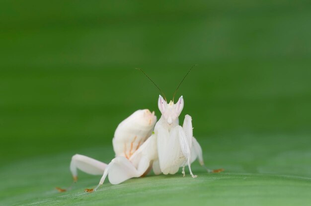 Photo un gros plan d'un insecte sur une fleur blanche