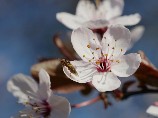 Photo un gros plan d'un insecte sur une fleur blanche