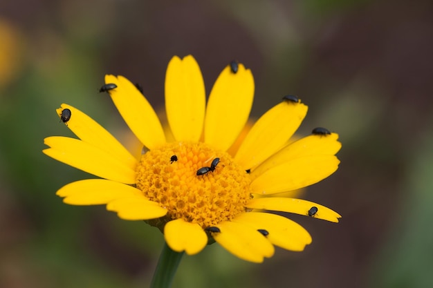 Un gros plan d'un insecte sur une fleur jaune