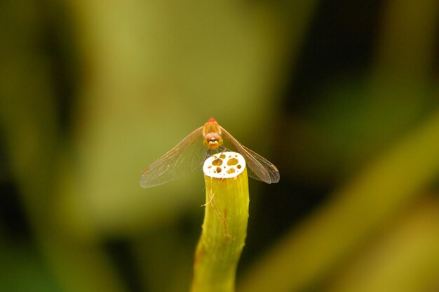 Un gros plan d'un insecte sur une fleur jaune