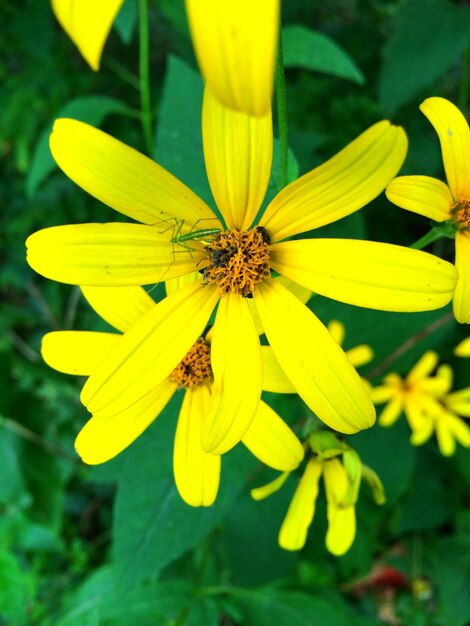 Un gros plan d'un insecte sur une fleur jaune