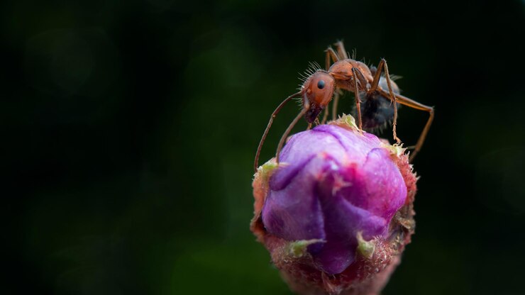 Photo un gros plan d'un insecte sur une fleur pourpre