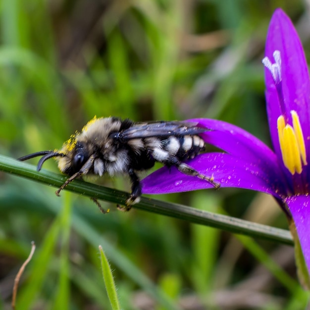 Photo un gros plan d'un insecte sur une fleur pourpre